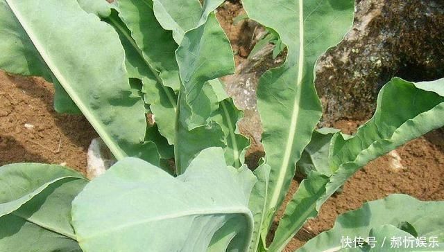 农民朋友|农村一种野草，10年前被炒到上百元一斤，如今1元一斤成笑柄