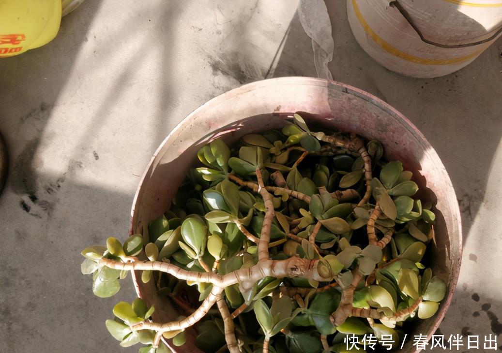 冬天0度下,个个玉树都“趴下”,歪七扭八变“鼻涕”,救不活啦