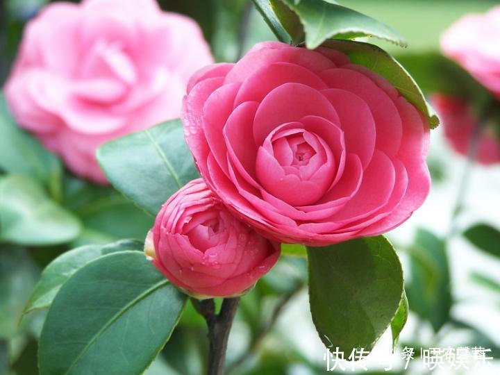 养护|茶花秋季养护诀窍,记住几点,叶子翠绿不黄叶,花开艳丽爆盆