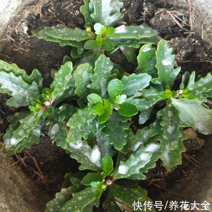 三角梅|天热要修剪的花，不剪死得快，活不过夏天