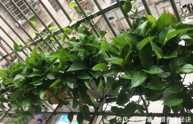 不会养绿萝,教你几个“小技巧”,叶片油绿肥厚,蹭蹭长满盆!
