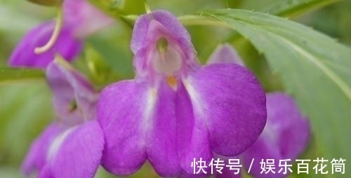 俗称“指甲花”，能染指甲能防蛇，却是“蛇蝎美人”，栽种要小心