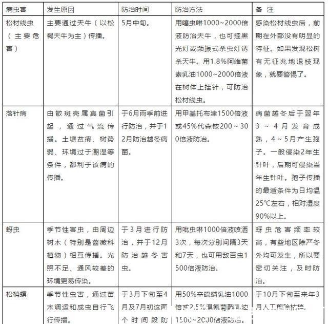 爱木盆景I 黑松家庭养护小记!