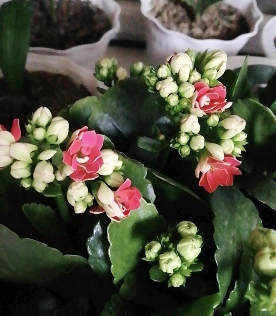 进入11月中旬,长寿花冒出花芽,别做“3件”错事,小心全毁了