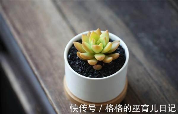 分享几个小窍门，让家里的绿植长得枝繁叶茂，净化空气效果更好