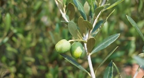 女人愛美，推薦常吃3種食物，清熱排毒，養護腸胃，美容養顏