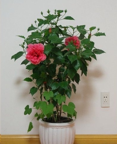 光照|7种一年四季开花的植物，阳台养一盆，天天有花看！