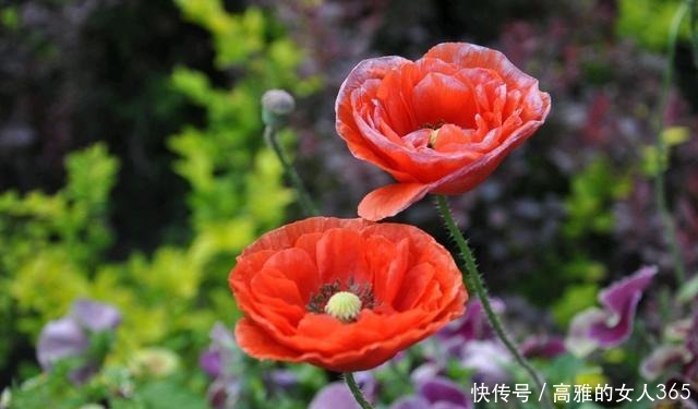 50种植物花语,不要再傻傻送错花了