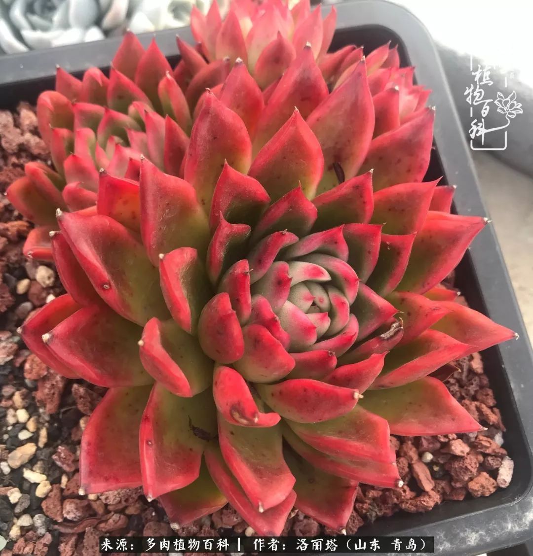 我和我的“多肉恋人”,怎么样有没有惊艳到你!