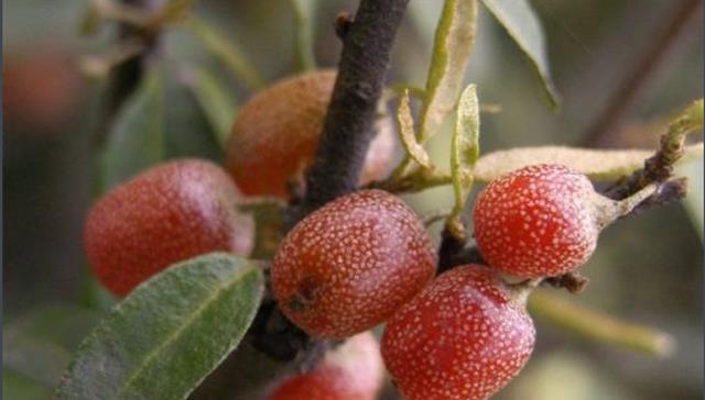 成熟|农村才有的奇特美味野果,吃过十种以上算你牛,城里人见得少