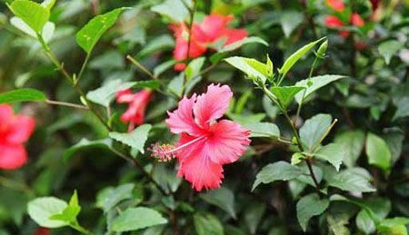 4种花，好看又好养，15天喂一次大补肥，花朵爆满盆