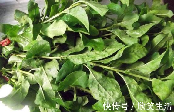 枸杞叶茶|天然的“护肝菜”找到了,隔三差五吃一盘,排出毒素,更利于健康