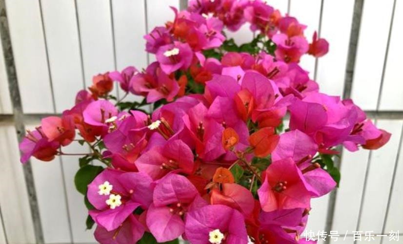 新芽|三角梅浇水有诀窍,“分段”巧浇水,新芽花芽抢着冒!
