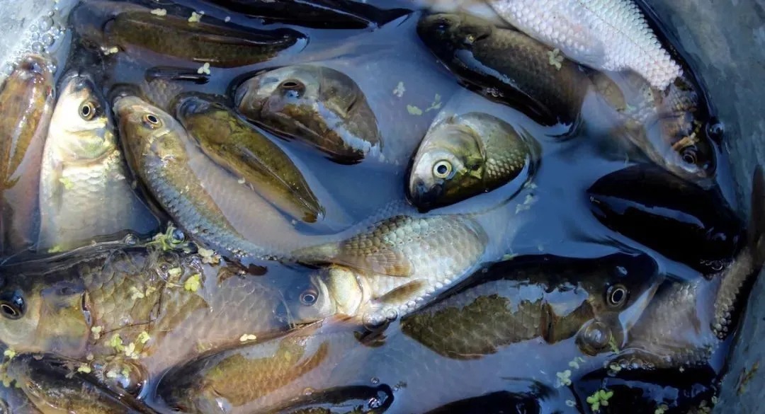 秋末冬初，钓鲫鱼，浅谈子线和钩型的实用选择技巧