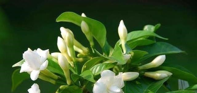 茉莉土加“一料”,不黄叶不徒长,易生根长得旺,养成繁花老桩!