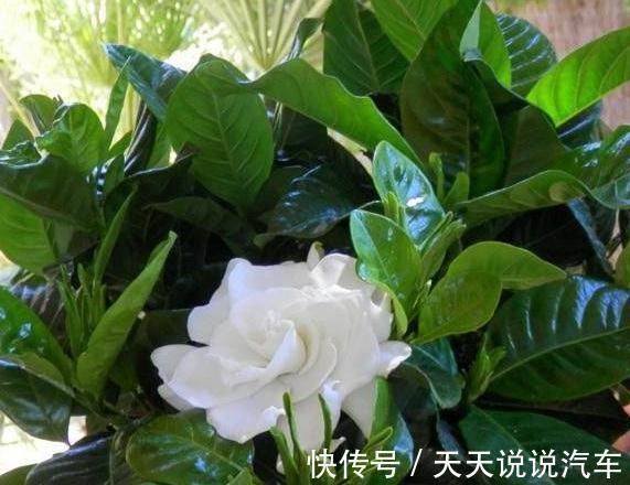 2种花现在扦插还不晚,折个枝插盆里,生根快,成活率高