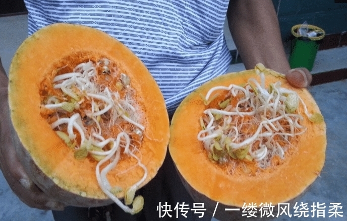 男子|男子买了个南瓜,切开发现豆芽和南瓜已“成亲”,“生活”在一起