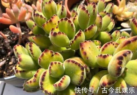 熊童子,花普货的价钱赏贵货的颜值,做好5点,红叶尖肥叶片都要