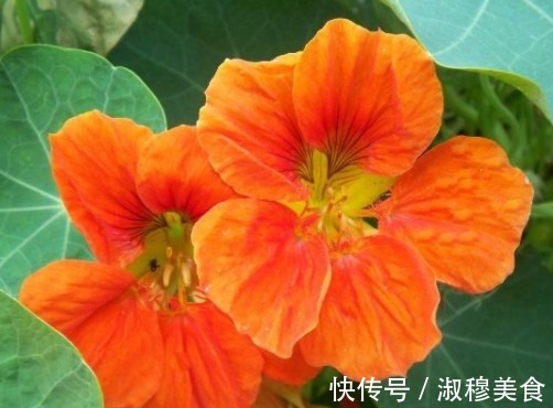 这款植物全年开花,花色艳丽花量大,比牡丹还好养,花开枝繁叶茂