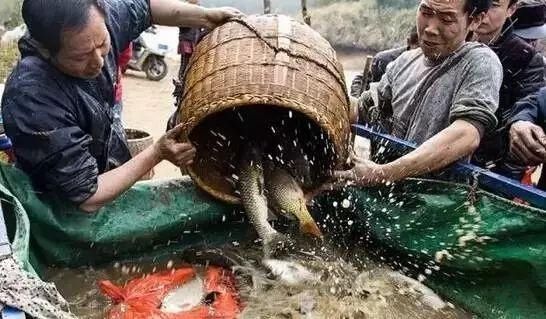 快过年了,客家农村“旱鱼塘”,你还记得吗?