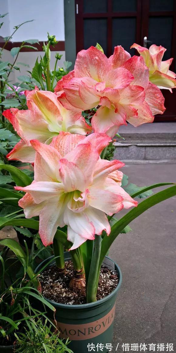 这6种花养好了,家里秒变花海,一年四季有花看!