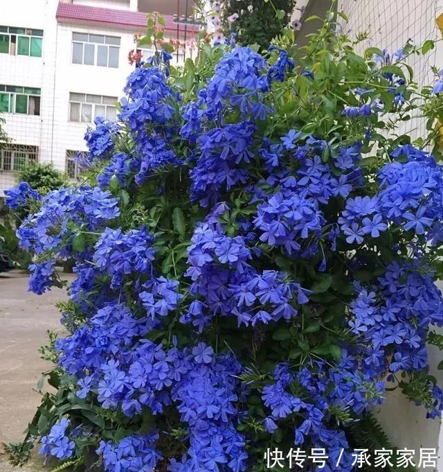 5种漂亮花,一年能开200天,越热开的越猛,花朵蕾蕾满阳台