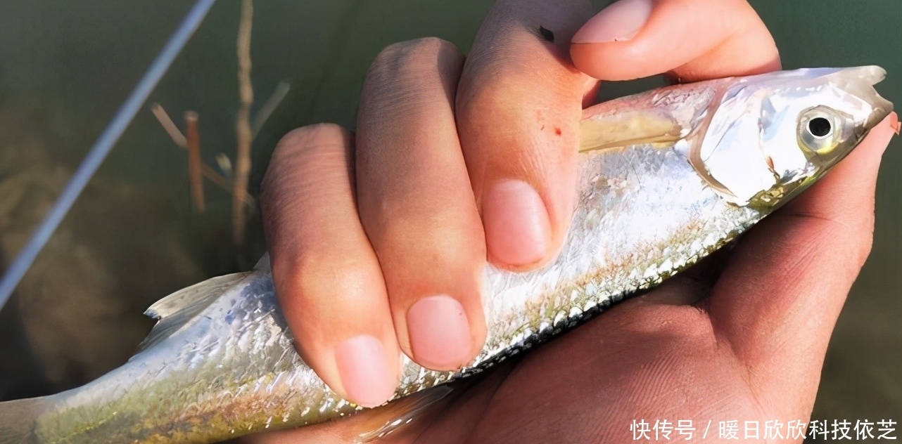 钓饵|享受连竿的乐趣,野钓白条的技巧