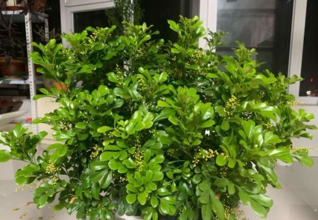 冬天|家养几种花,养护有技巧,期生长顺利,花香浓