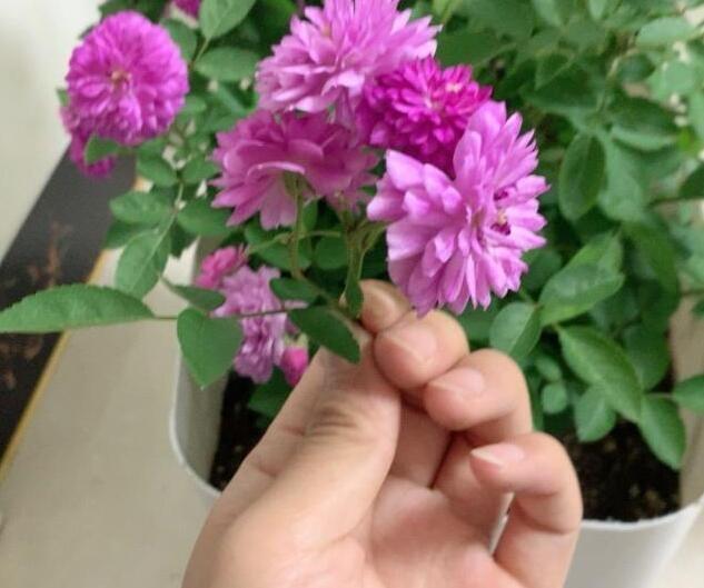 李小姐养1盆“开花机器”，一年开花300多天，好养又漂亮，还特香