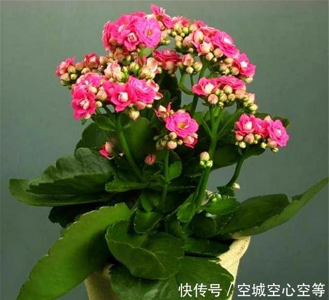 这种长寿花，叶片独特花朵漂亮，不烂根易养护，1年开花300天