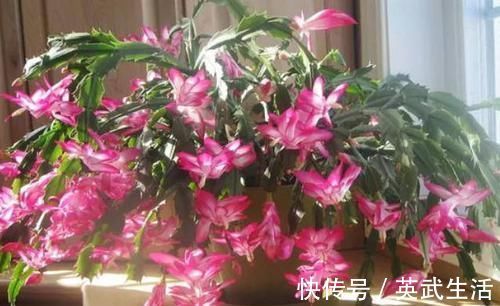 酒鬼|4种花是花中“酒鬼”，每月喝两杯，根壮叶肥厚，还能多开花