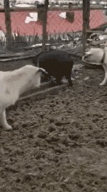 |搞笑GIF趣图：夫妻相相似度百分之九十九，好幸福哦