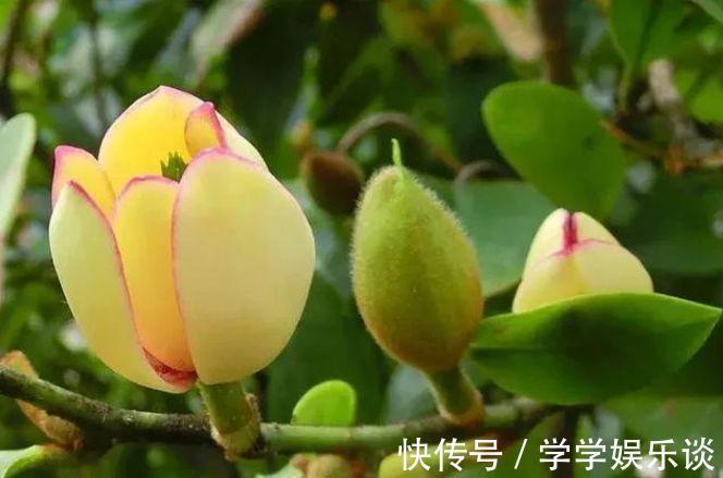 味极香|4种花是爆盆“能手”,花开一茬又一茬,满屋飘香,天天好心情!