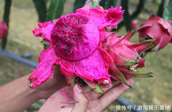 火龙果皮不用扔了,它能解决很多人的难言之隐,很多人还不清楚