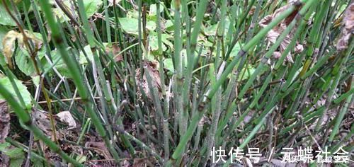 古代|这种野草曾被古代用于引产,如今是农民日常备用药,你们认识吗?
