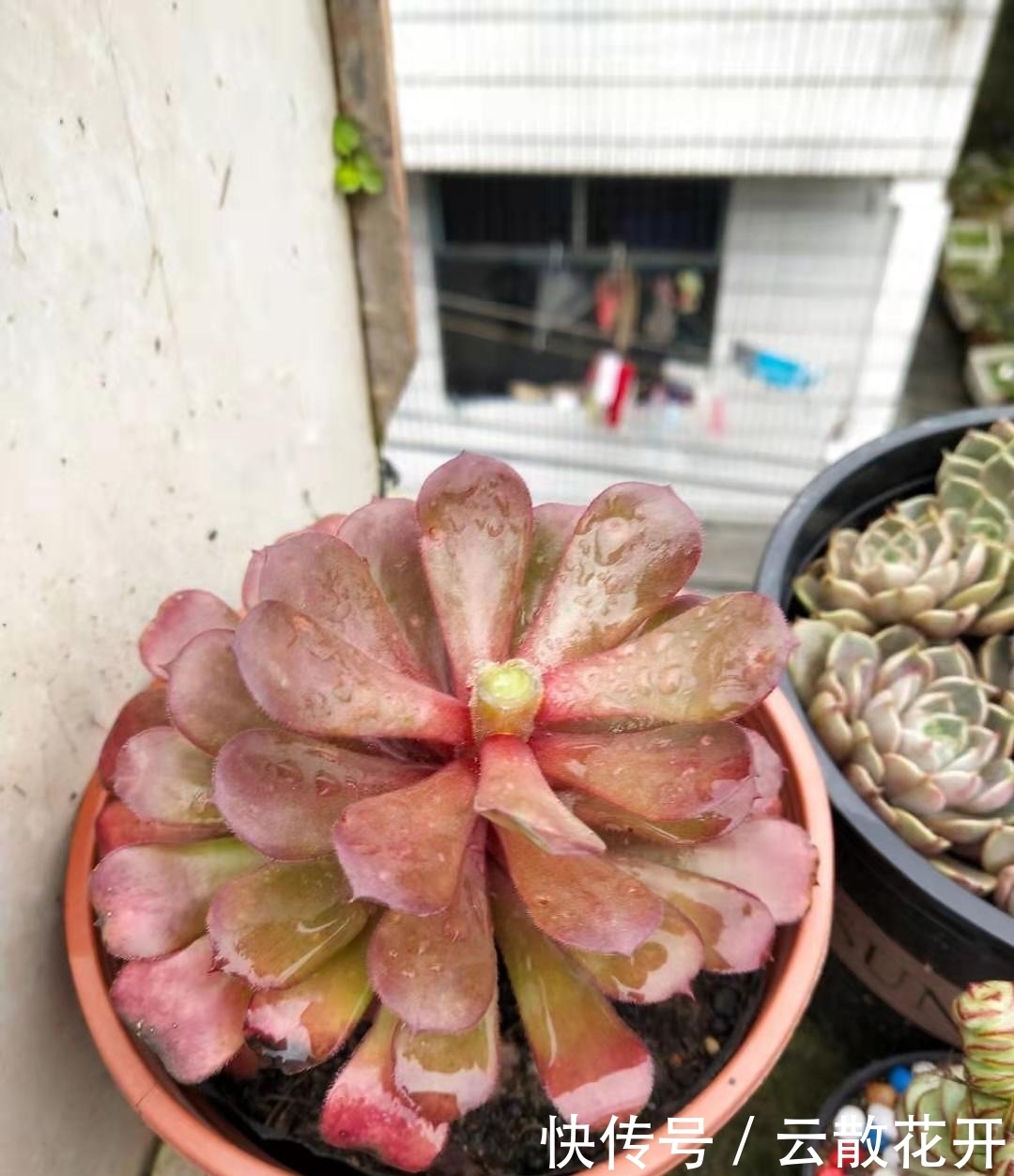 免费的多肉,总是活得特别好