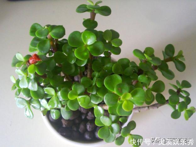 爆盆|还用柳树皮、阿司匹林养花?聪明人都用“一种东西”,养啥都爆盆