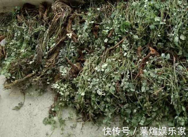 此种“野草”有臭味，却比“卷柏”值钱，放阳台晒2天，1斤卖80元