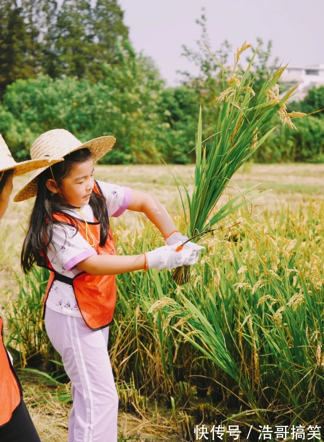 文化節(jié)|帶著孩子來(lái)割稻啦!還有稻田音樂(lè)季、美食市集和露營(yíng)活動(dòng)~