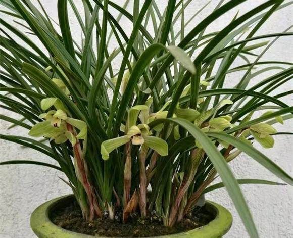 养兰花一年365天不偷懒,天天有花开,开到你不想要