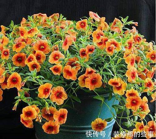 老花农的经验分享:养花做好3件事,什么花都能养活,3分钟学会!