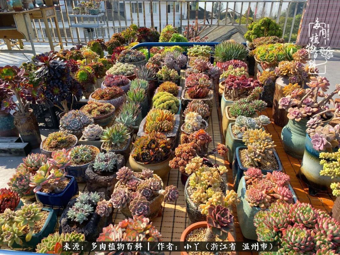 祖上无院家里无矿,一腔浪漫情怀付诸楼顶造花!