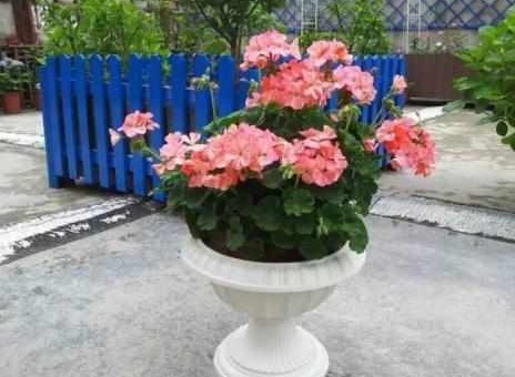 四种十分好养活的花草，七天就能生根，三个月就会爆盆开花