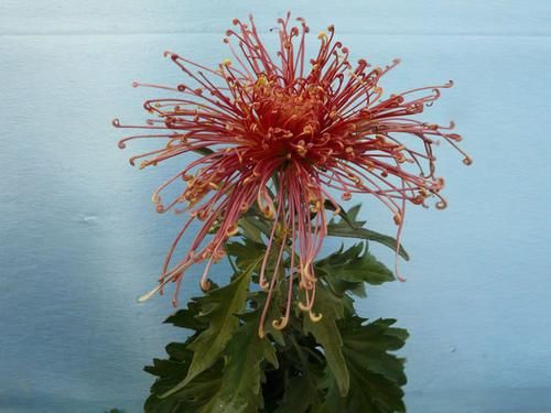 养花试试这几款，品种丰富,绽放的时候非常美丽