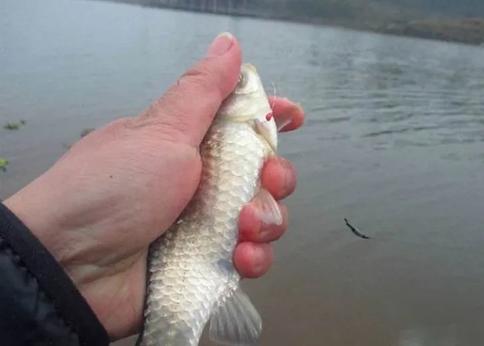 钓法|冷天钓鱼,到底传统钓好还是台钓更合适?按我说的做,准没错