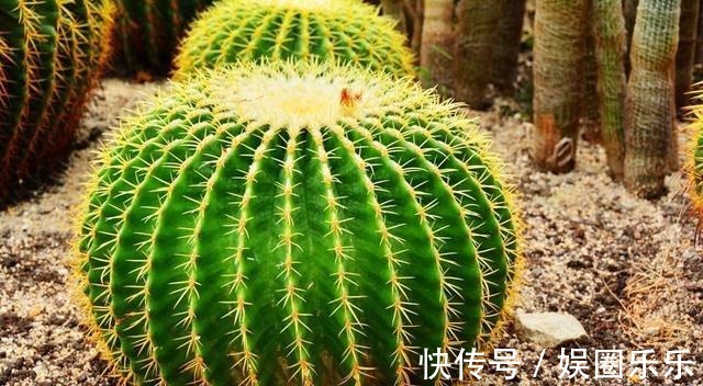 养分|仙人球养得个头可真大，开花硕大又美艳，养护的功夫不能丢！