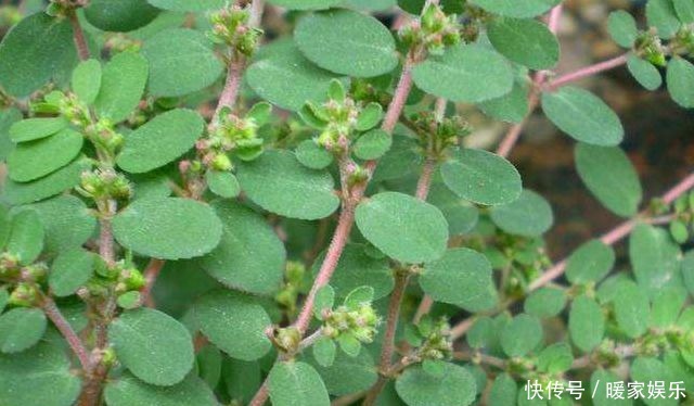 地锦草|马齿笕的“孪生兄弟”,人称“血见愁”,止血不留疤,你见过吗