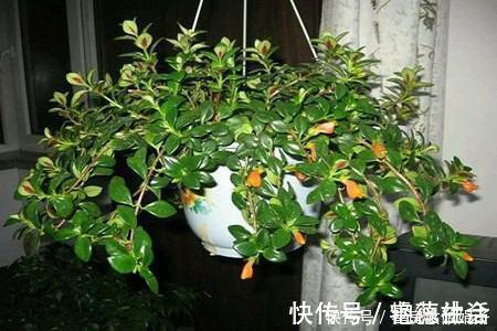 在家养了一盆植物,开花时,周围邻居惊呆了!这盆植物竟然这么美