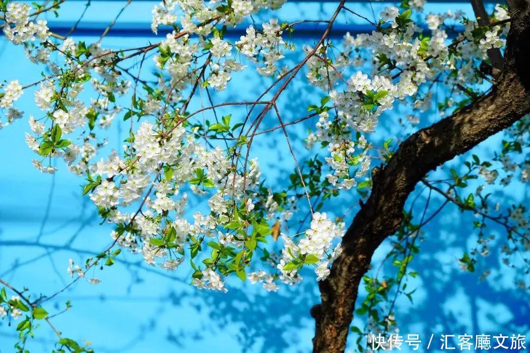 老年|趁春光，打卡新疆最美花海、草原、湖泊、古城、村落……