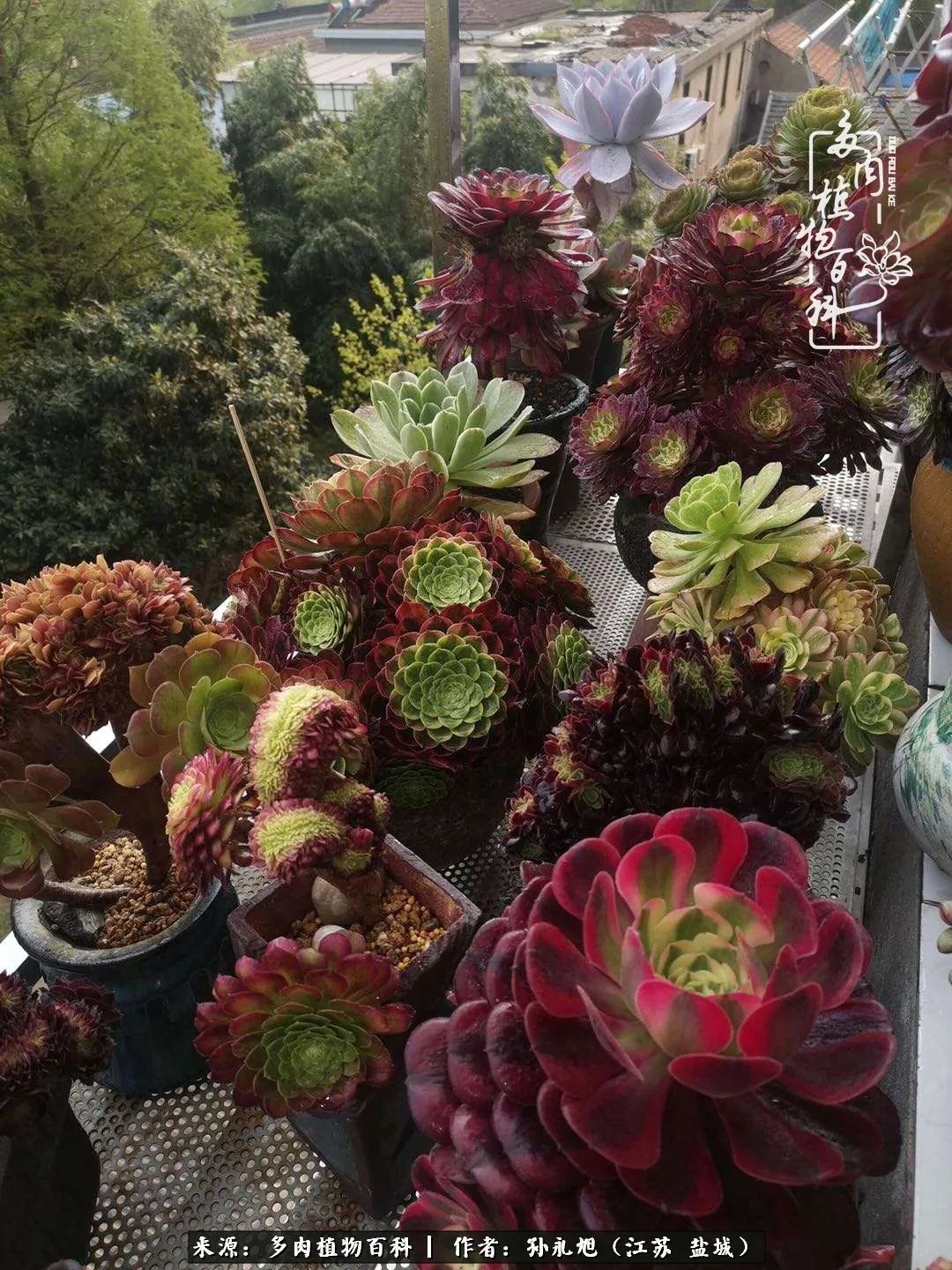 养多肉三年多九万里悟道，终归诗酒田园！